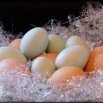Huevos de gallinas araucanas